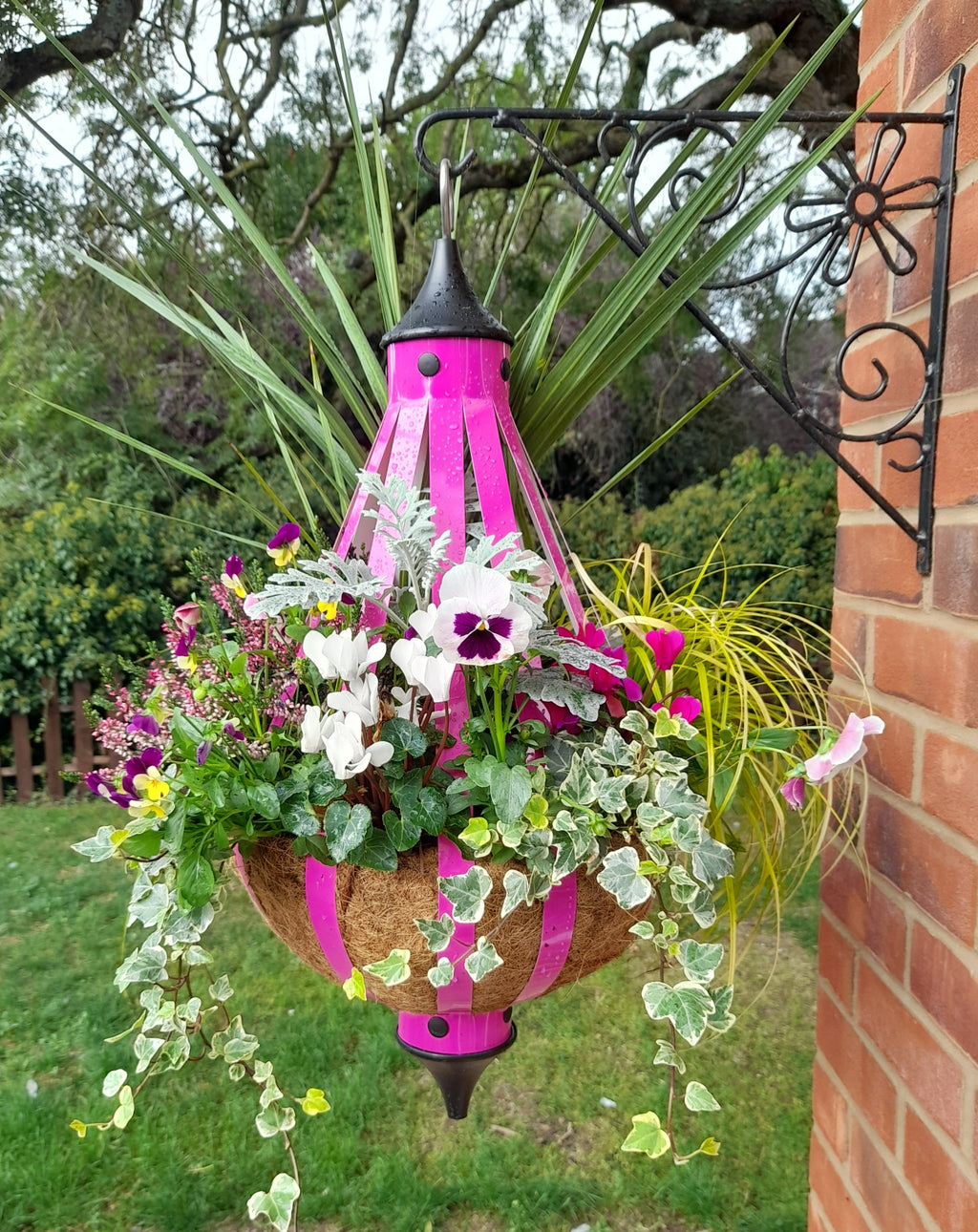 Autumn Single Plantern Basket 14inch (35.5cm) Fuchsia Pink planted
