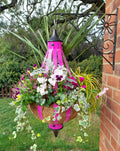 Autumn Single Plantern Basket 14inch (35.5cm) Fuchsia Pink planted