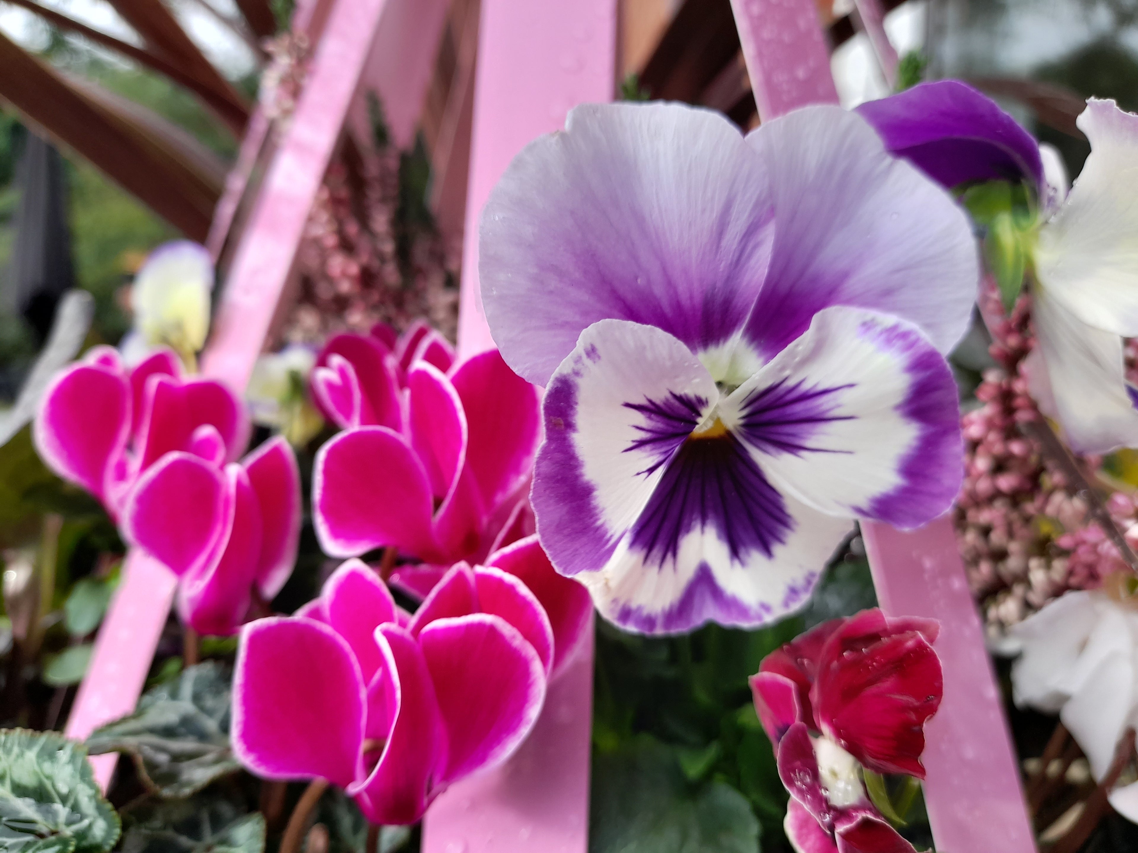 Autumn Single Plantern Basket 14inch (35.5cm) Candy Pink planted