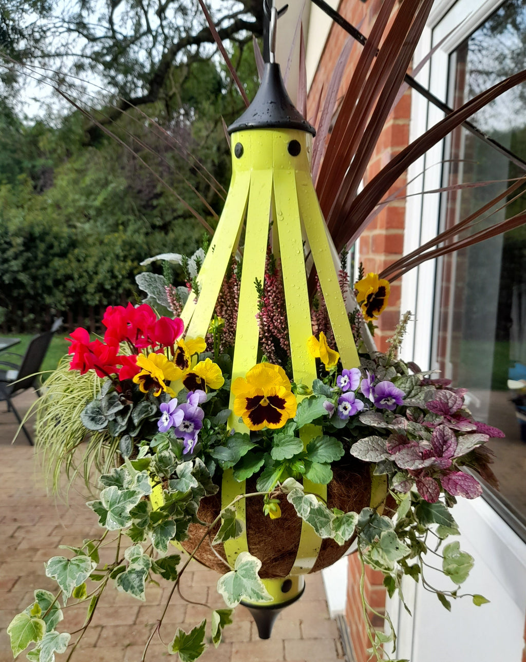 Autumn Single Plantern Basket 14inch (35.5cm) Primrose Yellow planted