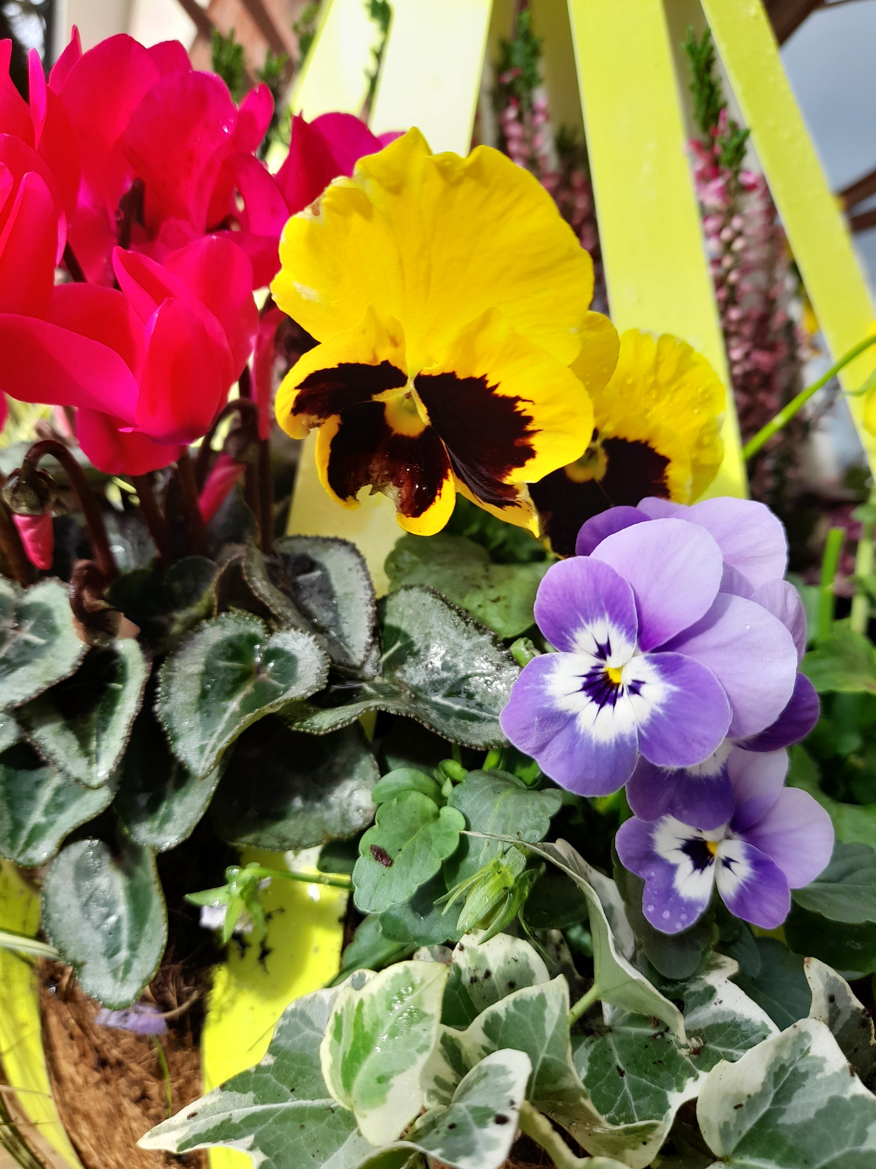 Autumn Single Plantern Basket 14inch (35.5cm) Primrose Yellow planted