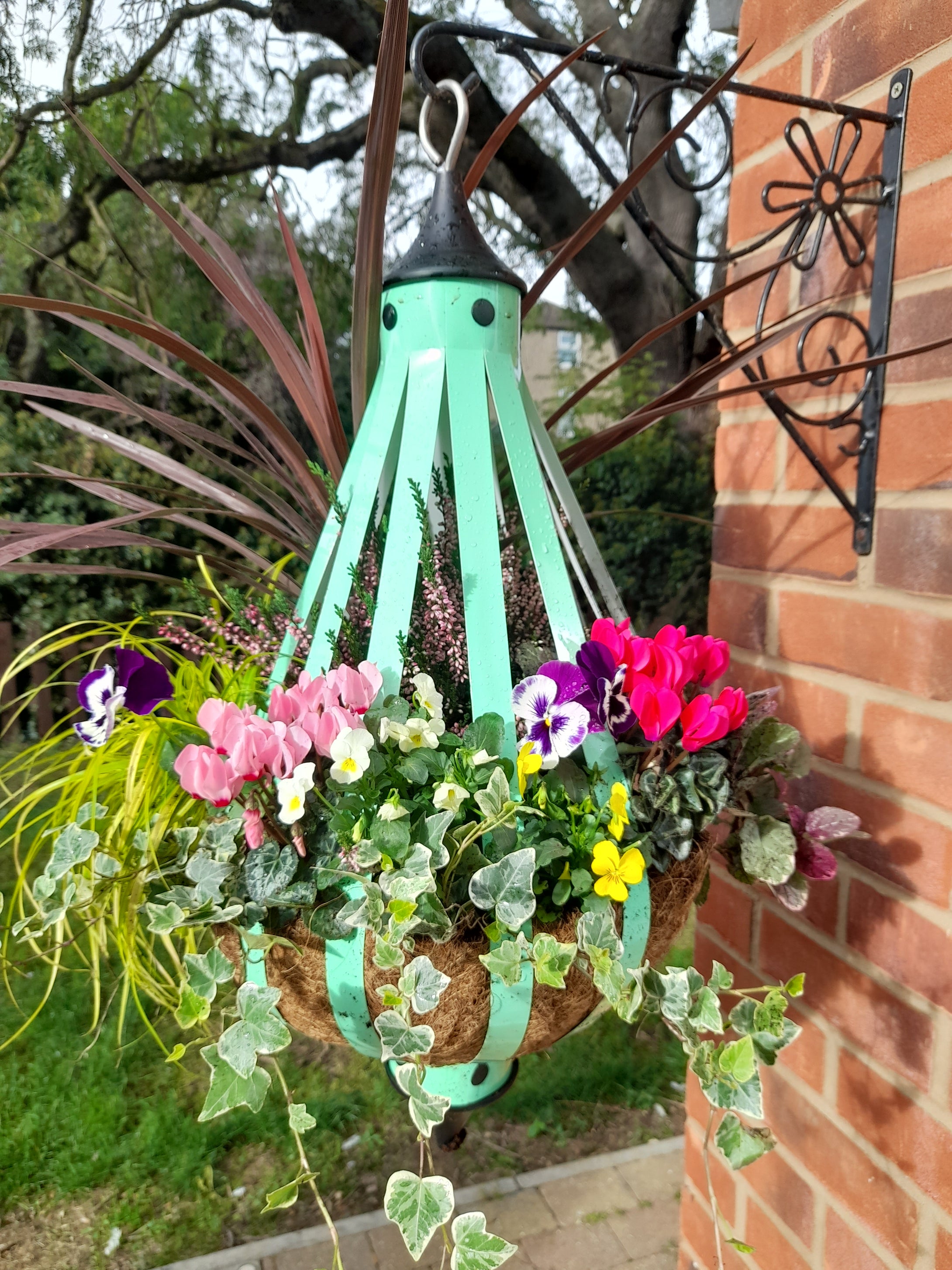 Autumn/Winter Single Plantern Basket 14inch (35.5cm) planted Peppermint Green