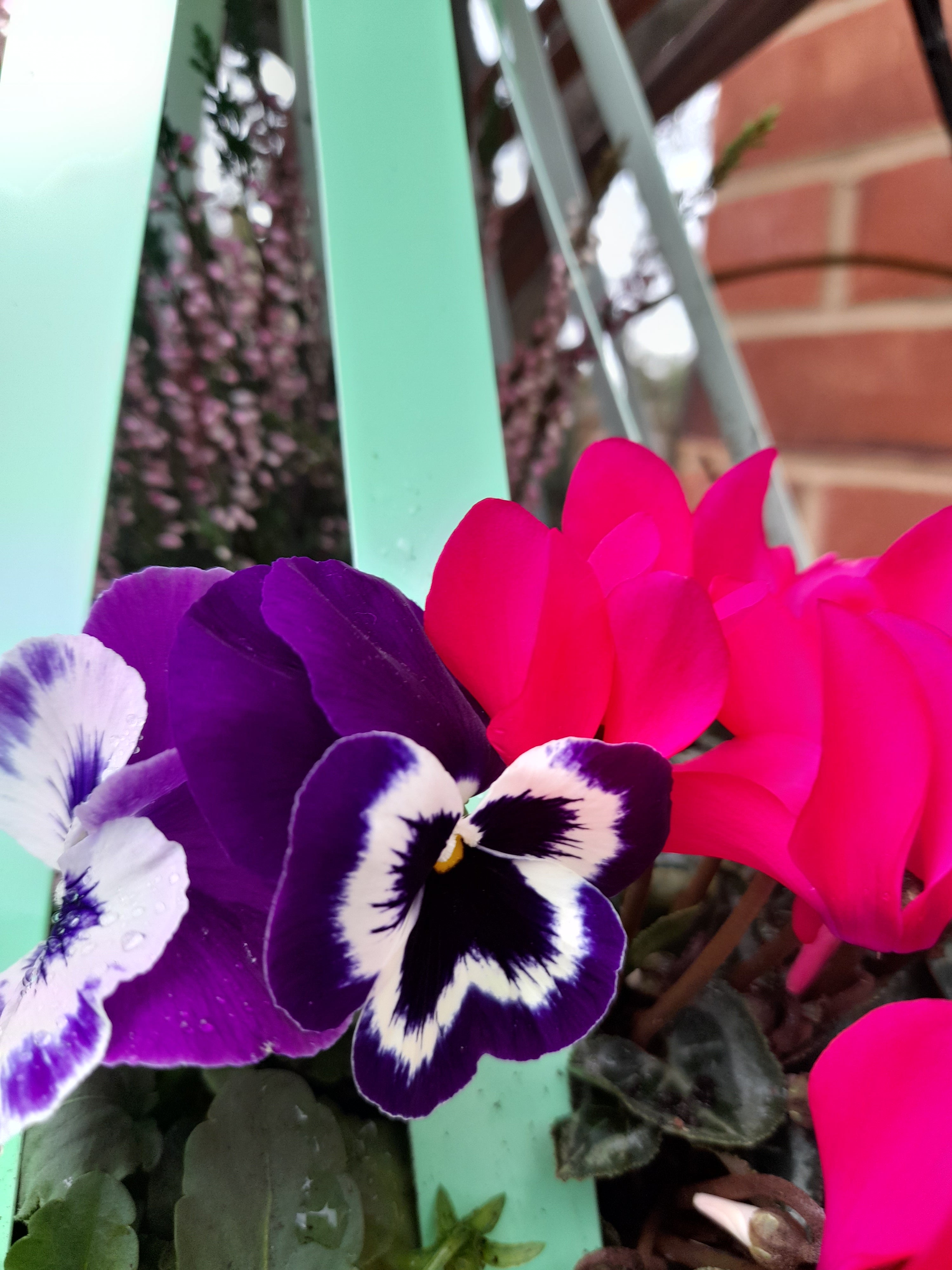 Autumn/Winter Single Plantern Basket 14inch (35.5cm) planted Peppermint Green