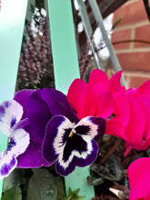 Load image into Gallery viewer, Autumn/Winter Single Plantern Basket 14inch (35.5cm) planted Peppermint Green