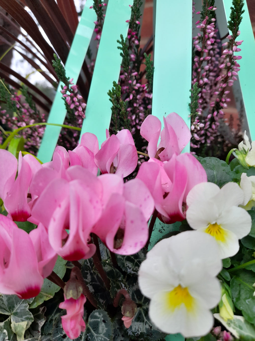 Autumn/Winter Single Plantern Basket 14inch (35.5cm) planted Peppermint Green