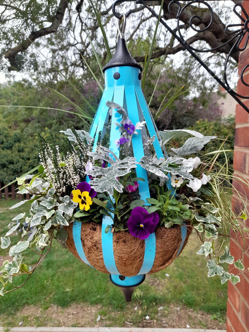 Autumn/Winter Single Plantern Basket 14inch (35.5cm) planted Forget me not Blue