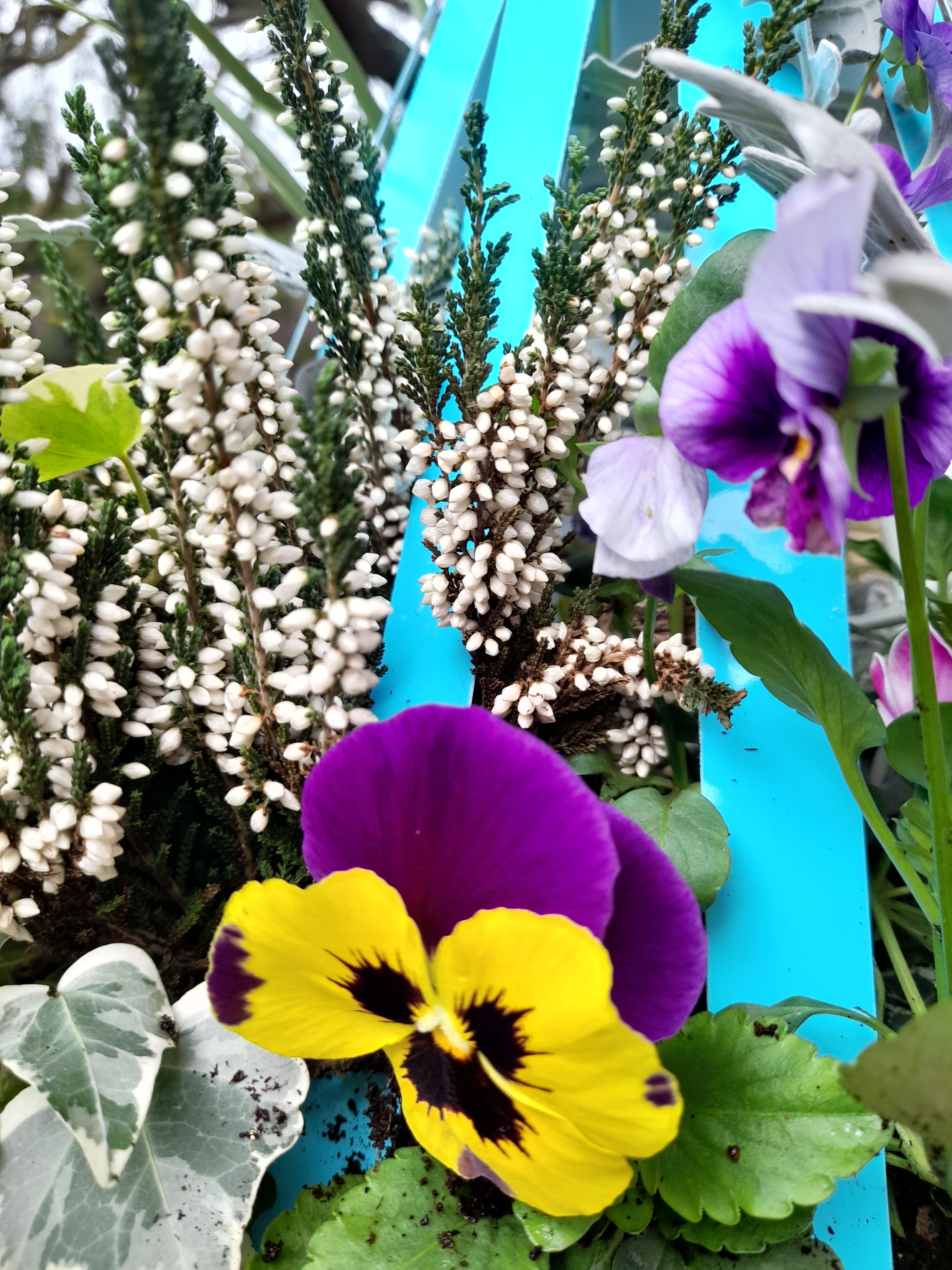 Autumn/Winter Single Plantern Basket 14inch (35.5cm) planted Forget me not Blue