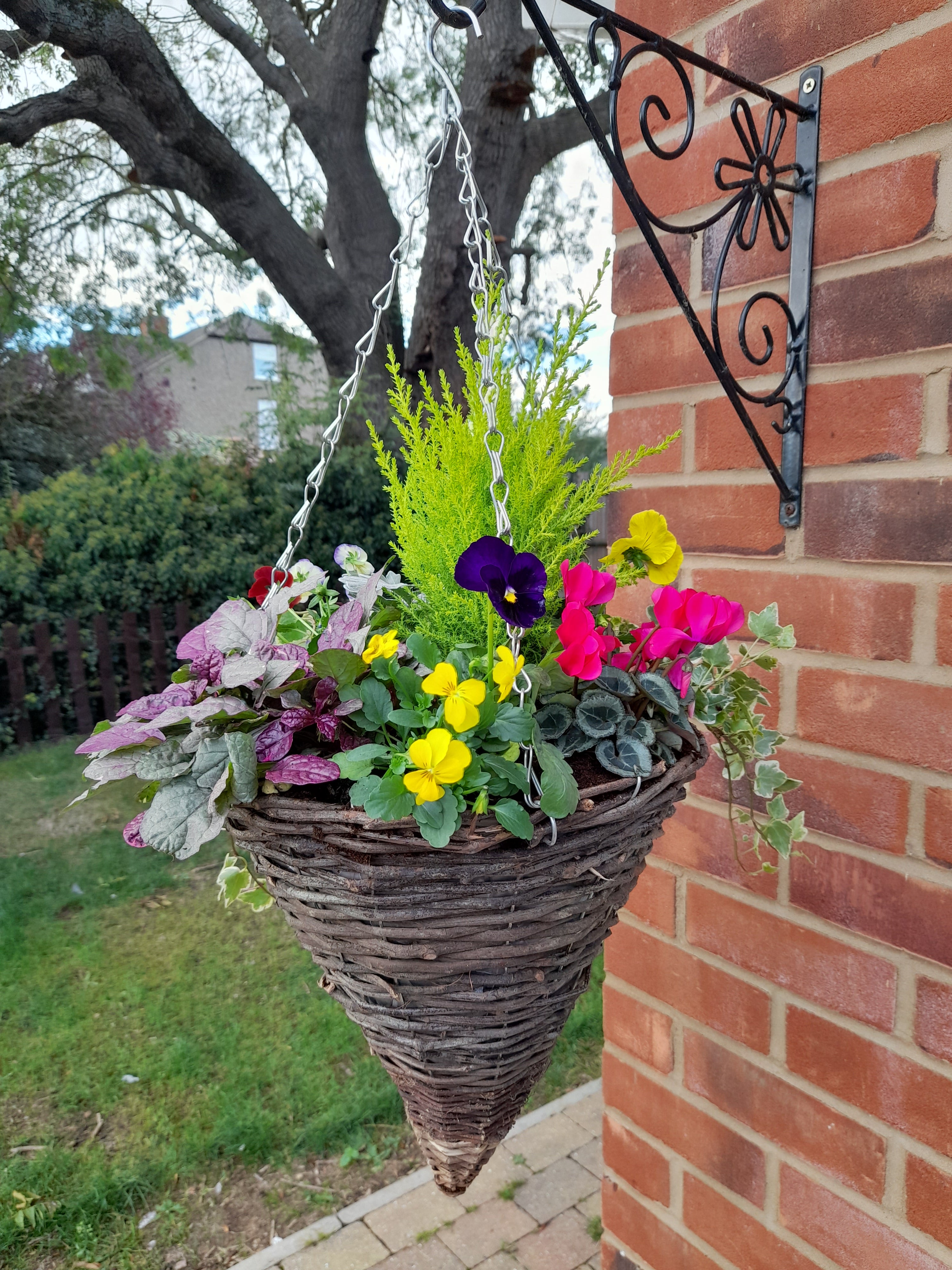 Autumn/Winter Single Natural 12 inch (30.5cm) Cone Hanging Basket planted