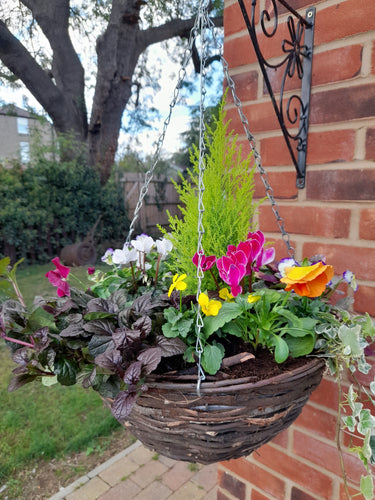Autumn/Winter Single Natural 16 inch (40.5cm) Hanging Basket planted