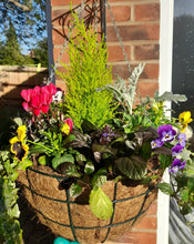 Load image into Gallery viewer, Autumn/Winter Single Traditional 14 inch (35.5cm) wire Hanging Basket planted