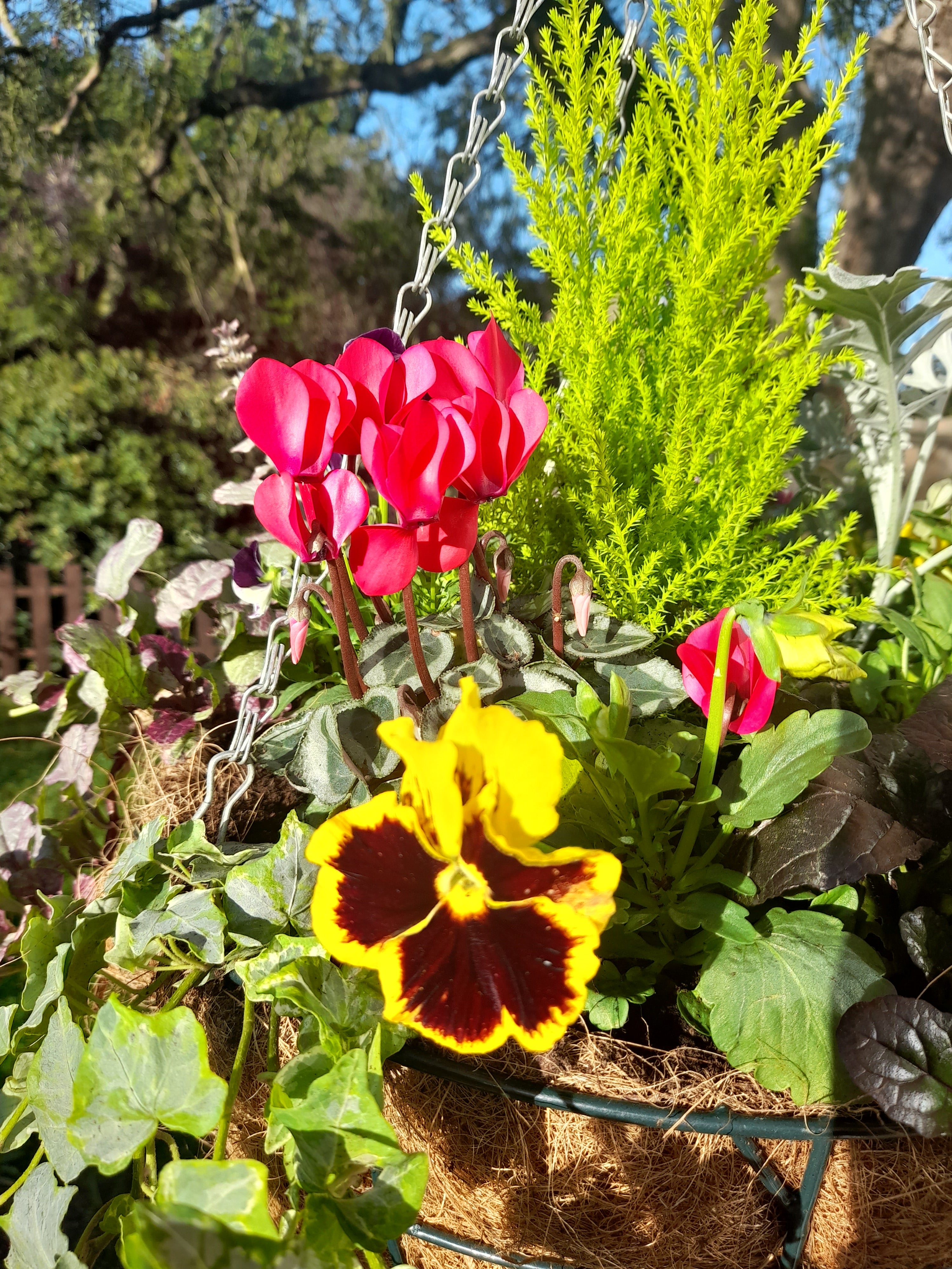 Autumn/Winter Single Traditional 16 inch (40.6cm) wire Hanging Basket planted