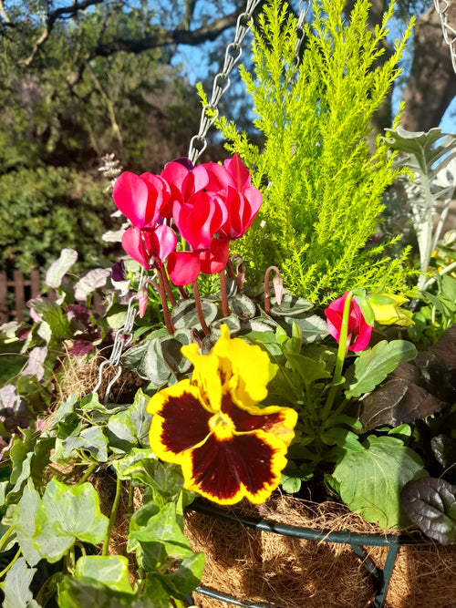 Autumn/Winter Single Traditional 16 inch (40.6cm) wire Hanging Basket planted