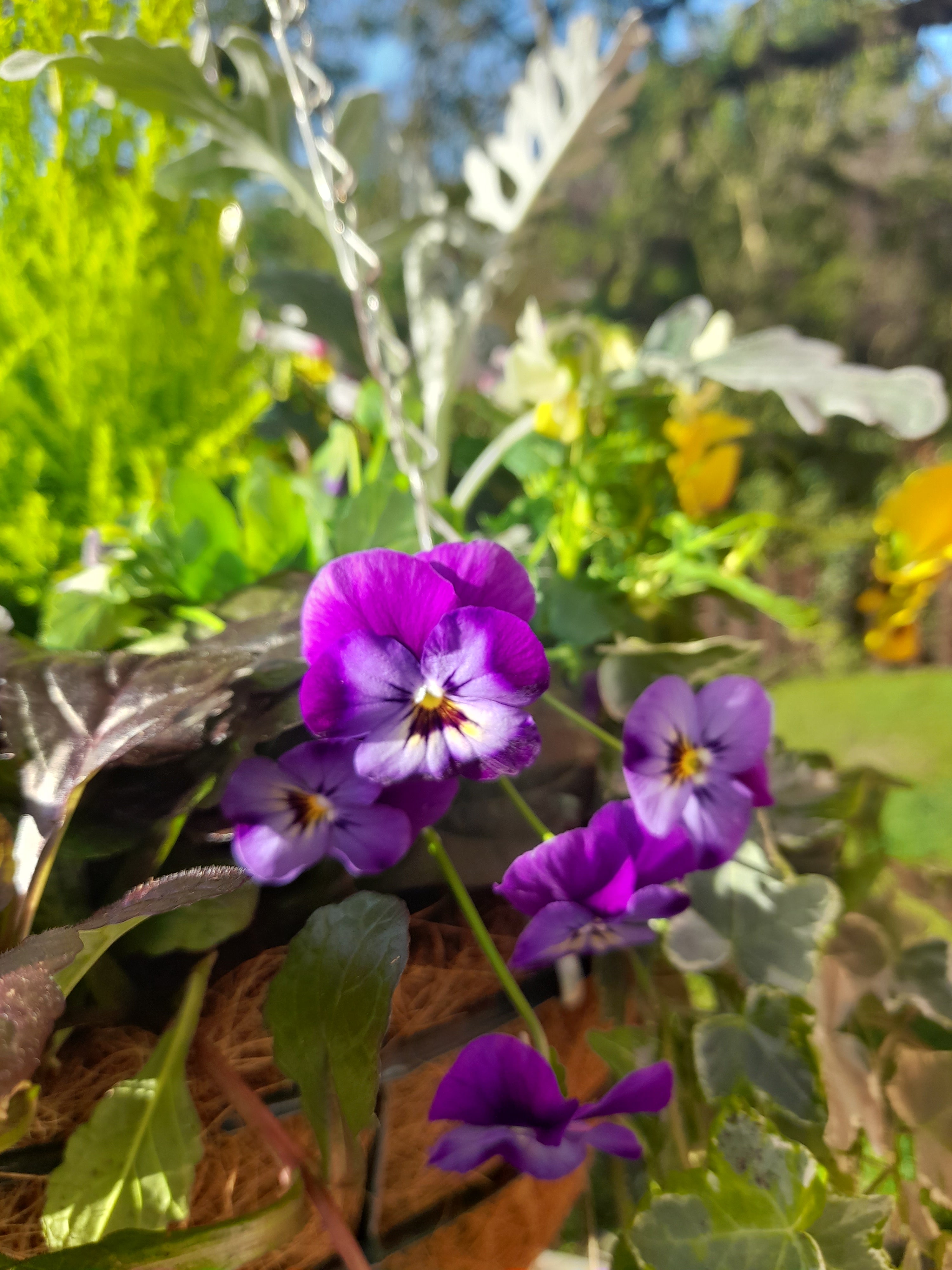 Autumn/Winter Single Traditional 14 inch (35.5cm) wire Hanging Basket planted