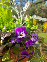 Load image into Gallery viewer, Autumn/Winter Single Traditional 14 inch (35.5cm) wire Hanging Basket planted