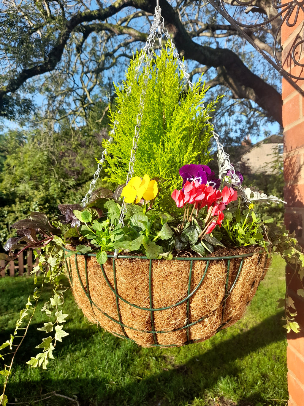 Autumn/Winter Single Traditional 16 inch (40.6cm) wire Hanging Basket planted