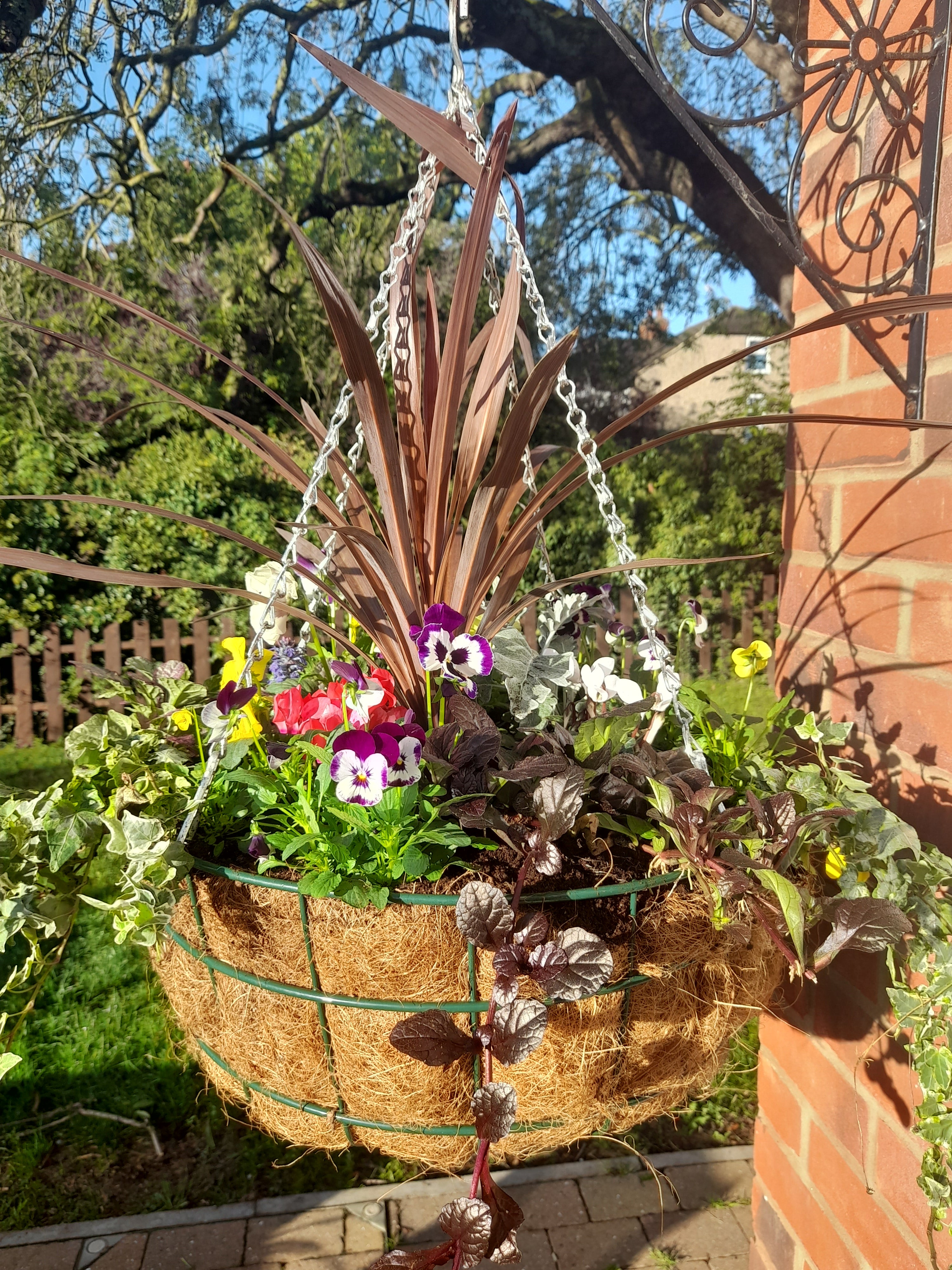 Autumn/Winter Large Single Traditional 18 inch (48cm) wire Hanging Basket planted