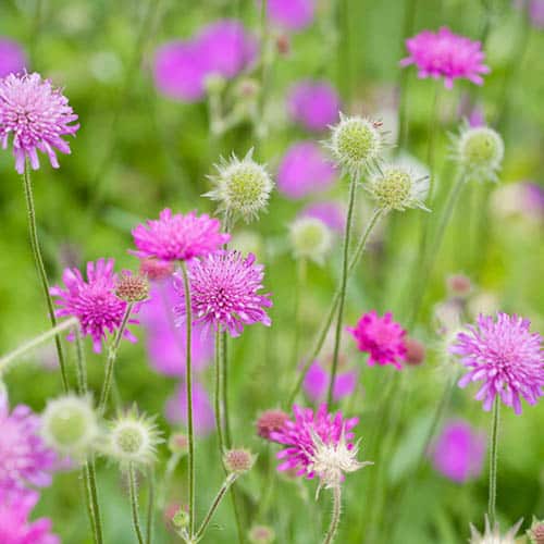 Knautia 'Melton Pastels' - 1.5 litre pots