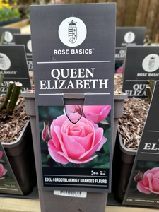 Queen Elizabeth - Floribunda 3 Litre Pots