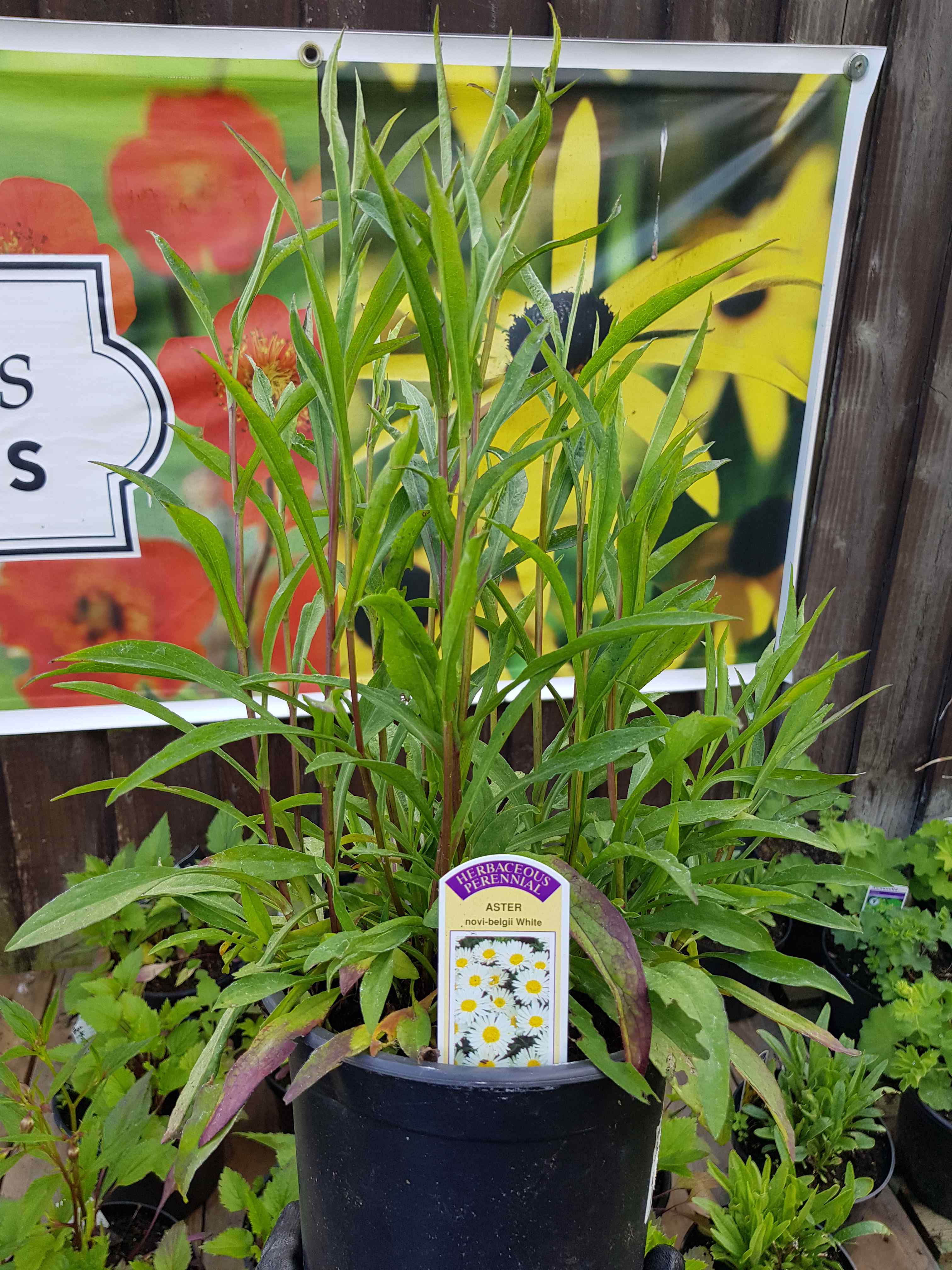 Aster white - 2 litre pots