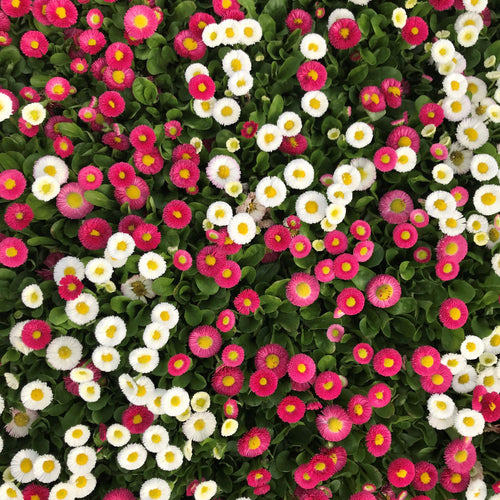 3 Bellis Perennis plants mixed 10.5cm pots