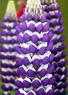 West Country Lupins - Blacksmith - Large 5 litre biodegradable pots