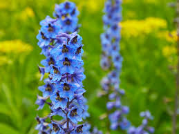 Delphinium Mixed varieties - Large 3 litre pots