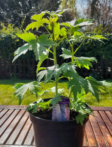 Delphinium Mixed varieties - Large 3 litre pots