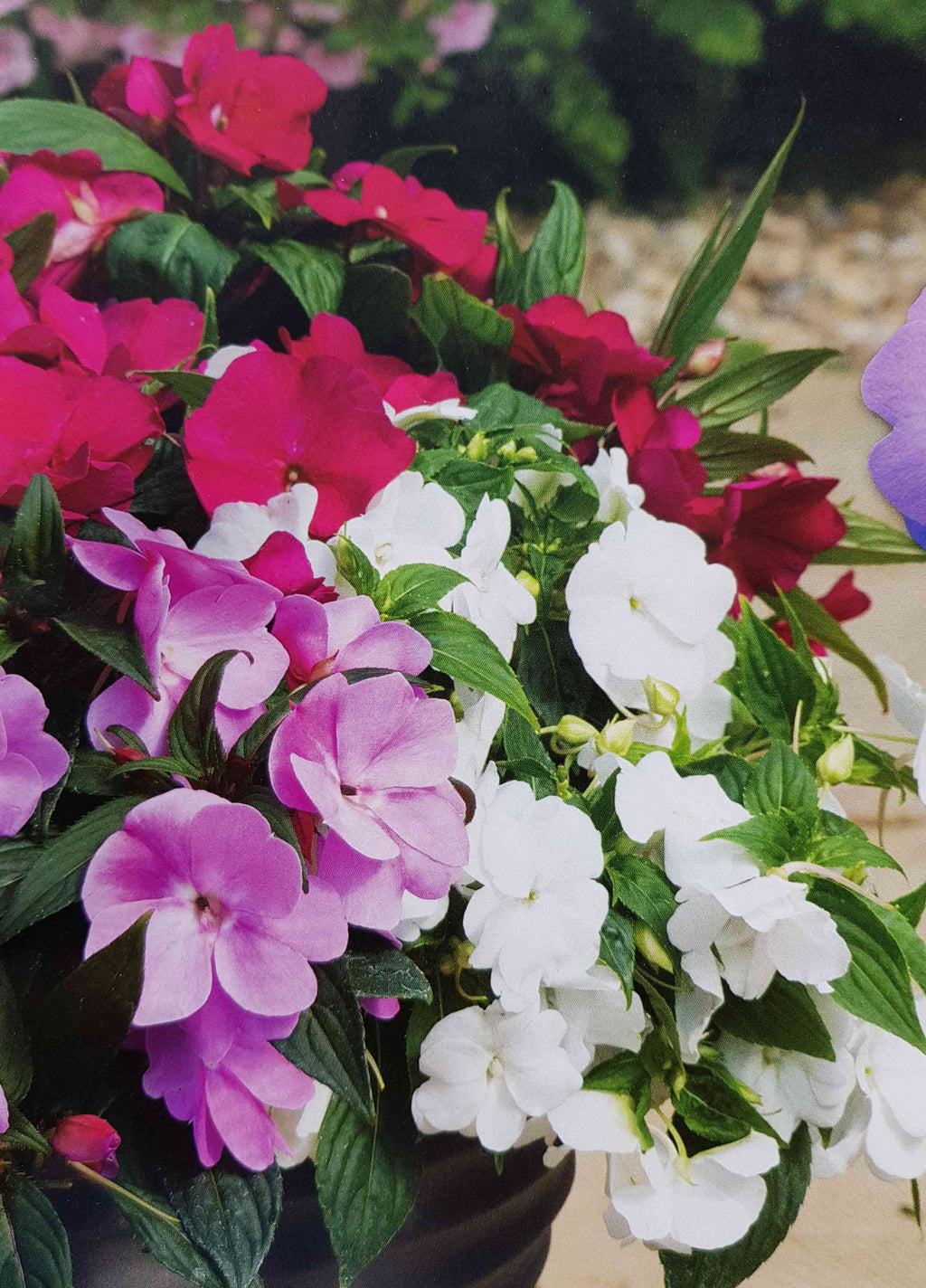 New Guinea Busy Lizzie 'Divine' -  6 pack mixed colour