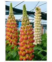 West Country Lupins - Gladiator - Large 5 litre biodegradable pots