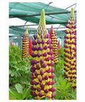 West Country Lupins - Manhattan Lights - Large 5 litre biodegradable pots