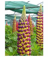 West Country Lupins - Manhattan Lights - Large 5 litre biodegradable pots