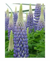 West Country Lupins - Persian Slipper - Large 5 litre biodegradable pots