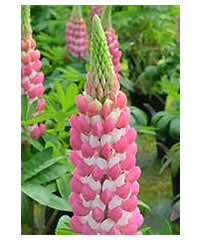 West Country Lupins - Rachel de Thame - Large 5 litre biodegradable pots
