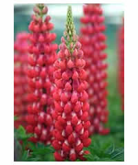 West Country Lupins - Red Rum - Large 5 litre biodegradable pots
