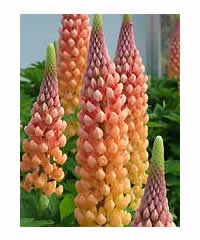 West Country Lupins - Salmon Star - Large 5 litre biodegradable pots