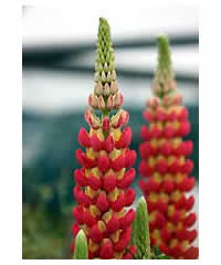 West Country Lupins - Tequila Flame - Large 5 litre biodegradable pots