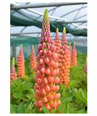 West Country Lupins - Terracotta Large 4 litre pots