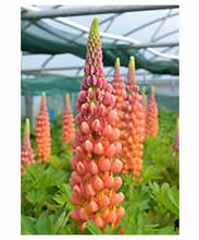 Load image into Gallery viewer, West Country Lupins - Terracotta Large 4 litre pots
