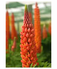 West Country Lupins - Towering Inferno - Large 5 litre biodegradable pots