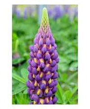 Load image into Gallery viewer, West Country Lupins - Magic Lantern - Large 5 litre pots