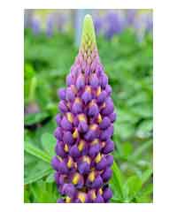 West Country Lupins - Magic Lantern - Large 5 litre pots