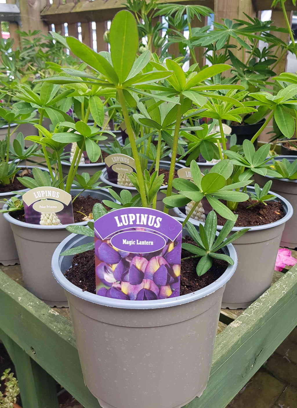 West Country Lupins - Magic Lantern - Large 5 litre pots