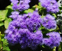 Ageratum - Duo 6 pack