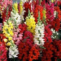 Antirrhinum Mix - 6 pack