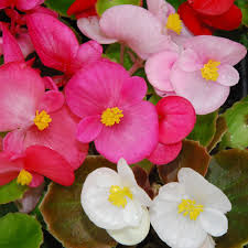 Begonia Semperflorens Mixid - 6 pack