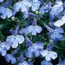 Lobelia Bush - Riviera Blue Splash 9 pack