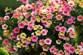 Calibrachoa (Million Bells) x 9 - 9cm pot mixed colours
