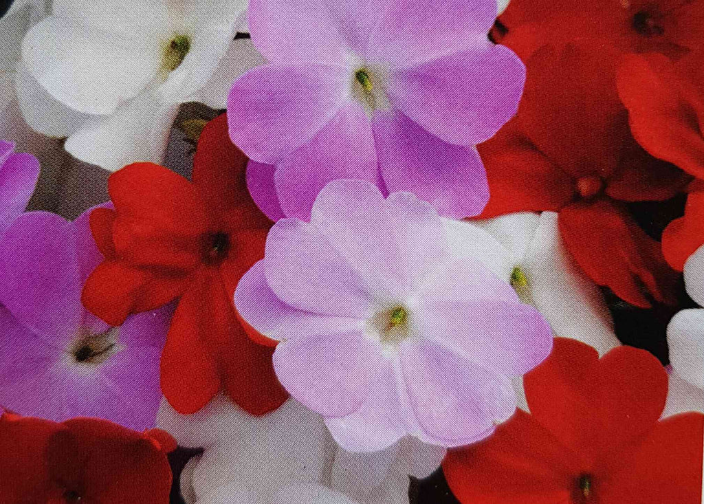 New Guinea Busy Lizzie 'Divine' -  6 pack mixed colour