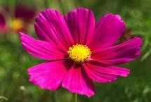 Cosmos Sonata Mix - 6 pack