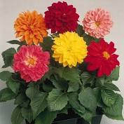 Dahlia Mix Figaro - 6 pack